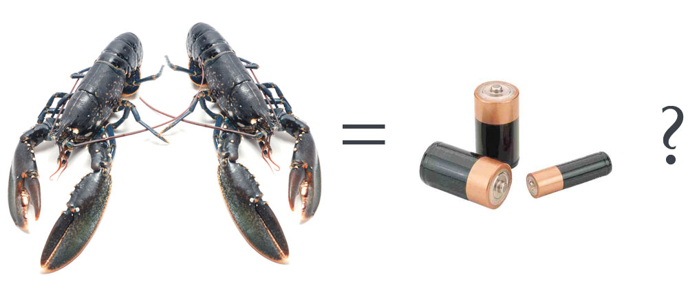 Des homards utlisé comme biocarburant pour remplacer piles et batteries ? 